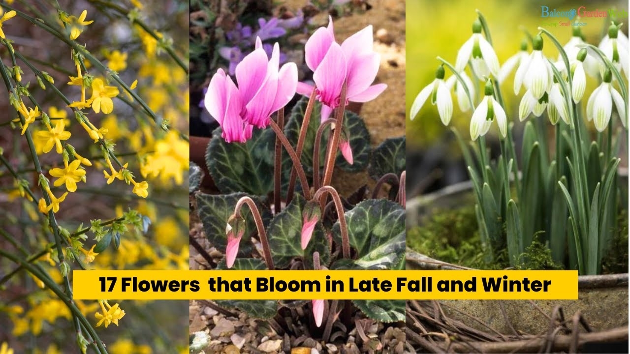 flowers bloom late winter crossword clue