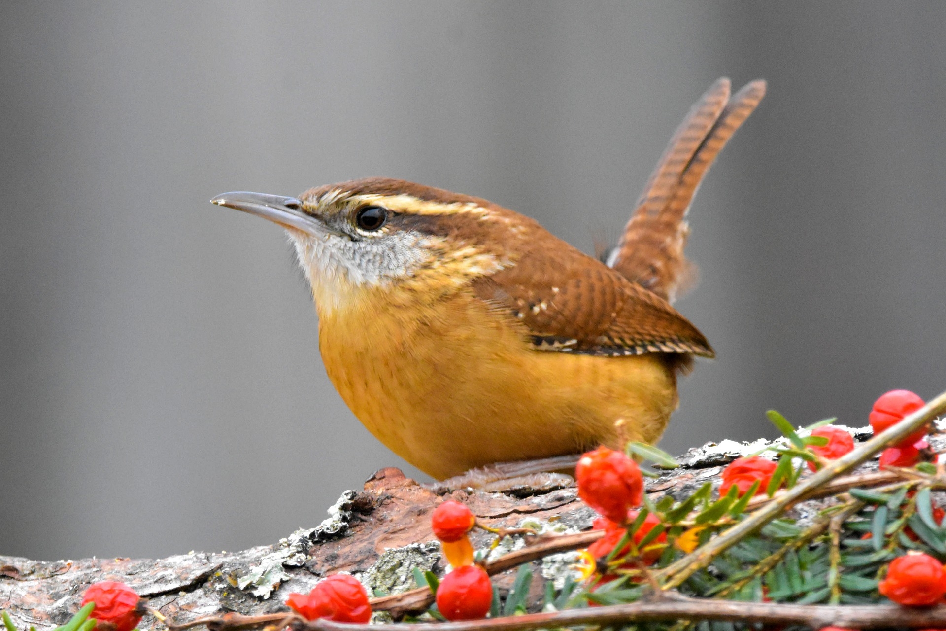 small songbird crossword clue