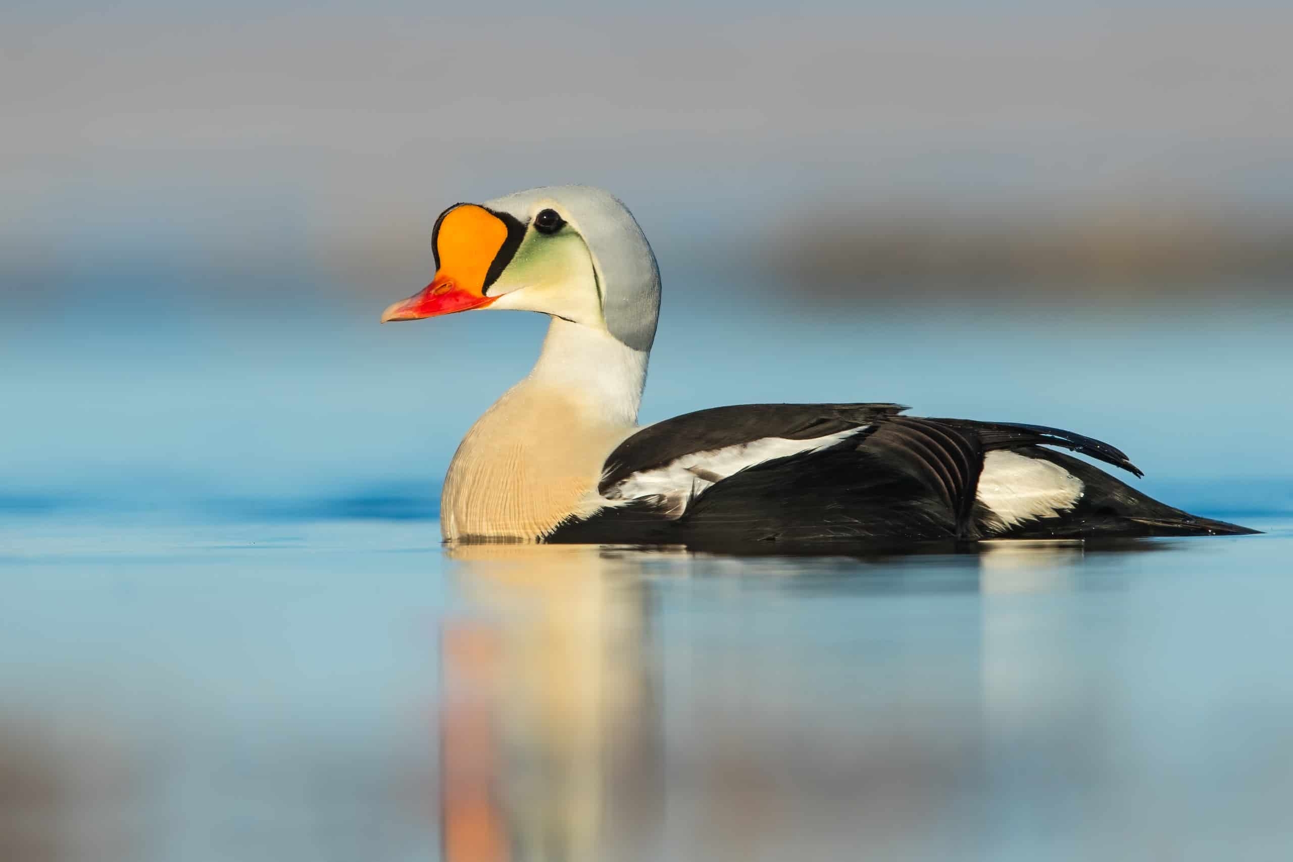 7 Types Of Diving Ducks A Z Animals 7 Types Of Diving Ducks A Z Animals