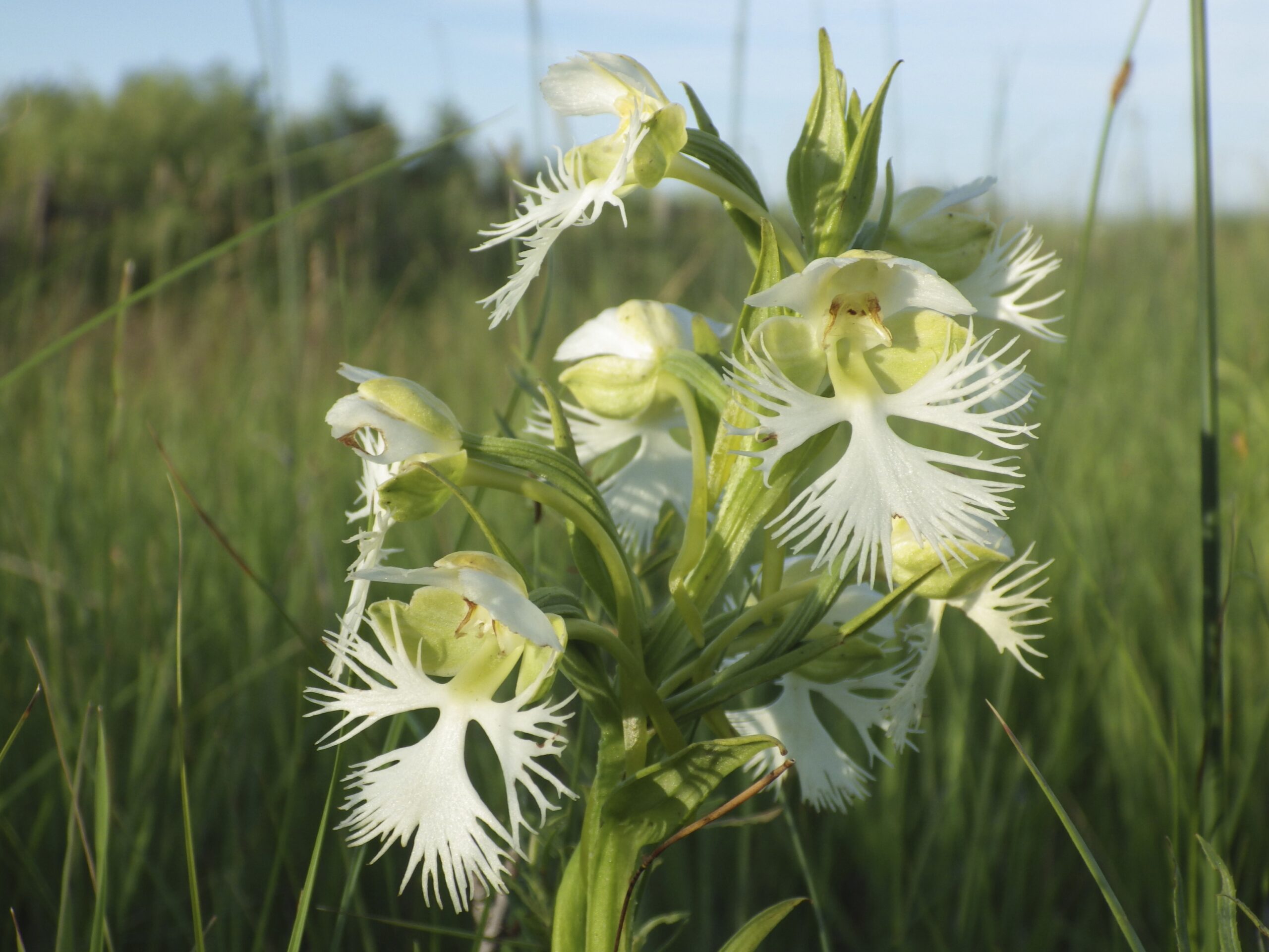A Rare Orchid Survives On A Few Tracts Of Prairie Researchers Want To Learn Its Secrets The Boston Globe A Rare Orchid Survives On A Few Tracts Of Prairie Researchers Want To Learn Its Secrets The Boston Globe
