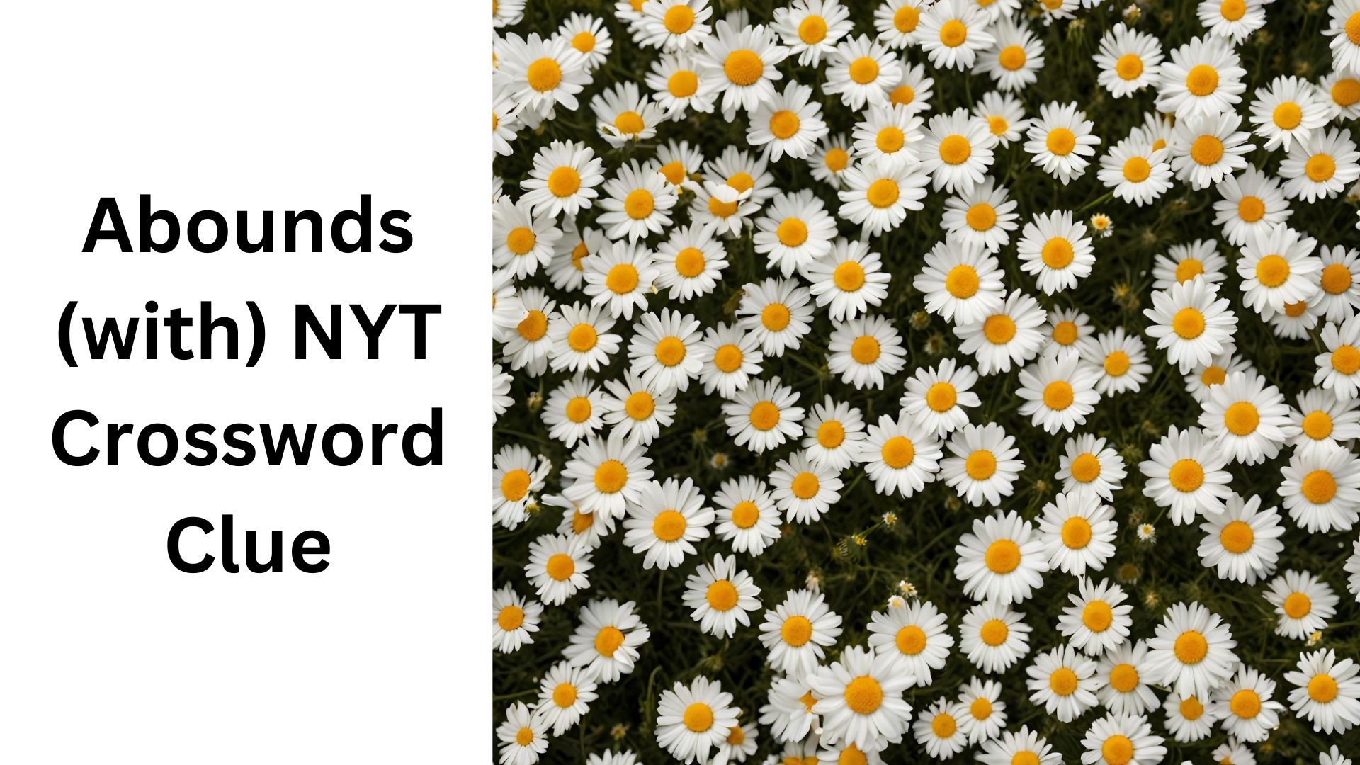 Abounds with NYT Crossword Clue August 10 2024