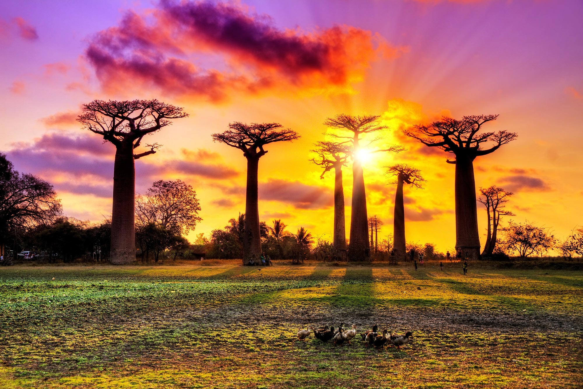 madagascar tree crossword clue