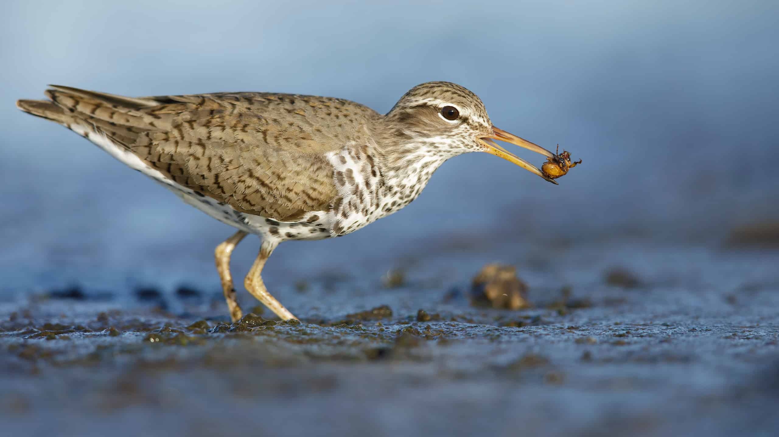 Discover 11 Shorebirds A Guide Birds At The Beach Discover 11 Shorebirds A Guide Birds At The Beach