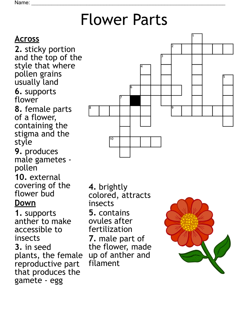 showy flower crossword clue showy flower crossword clue