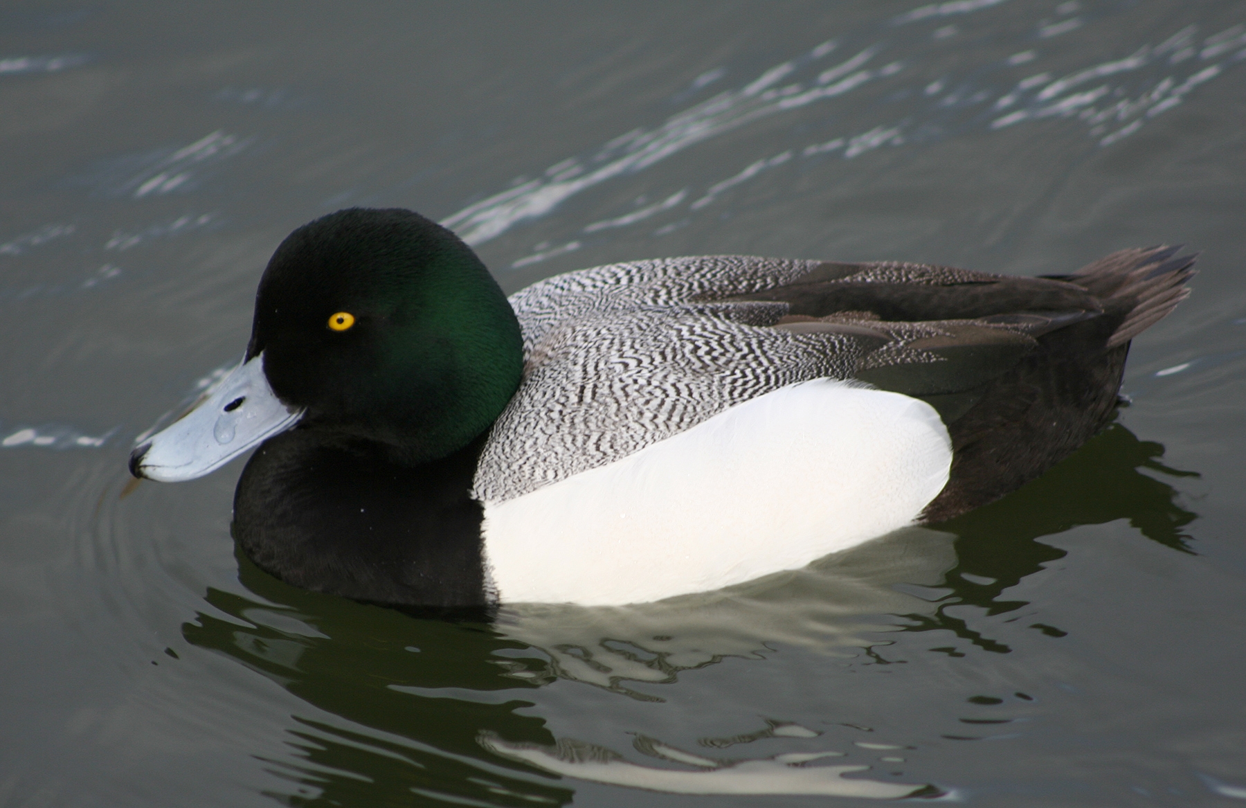 Diving Duck Wikipedia Diving Duck Wikipedia