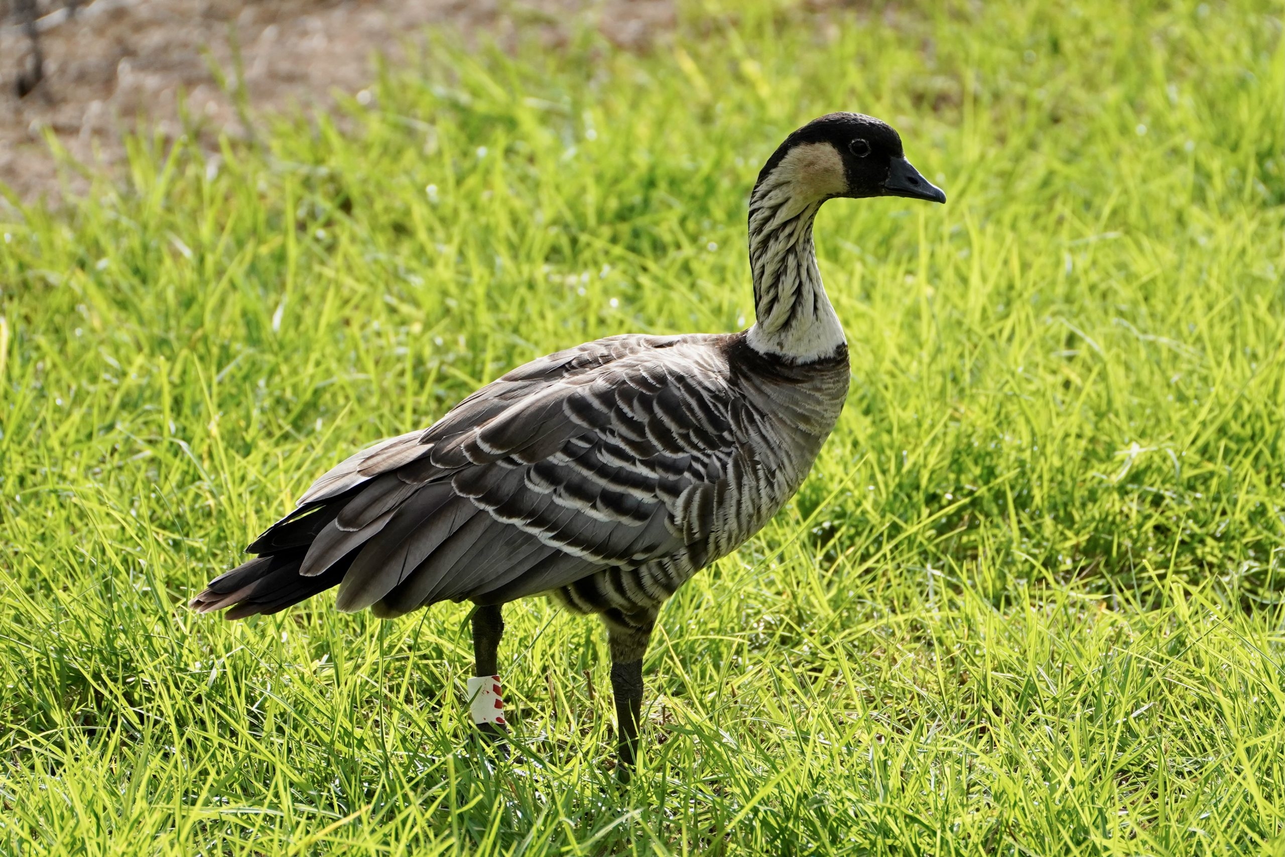 hawaiian goose crossword clue