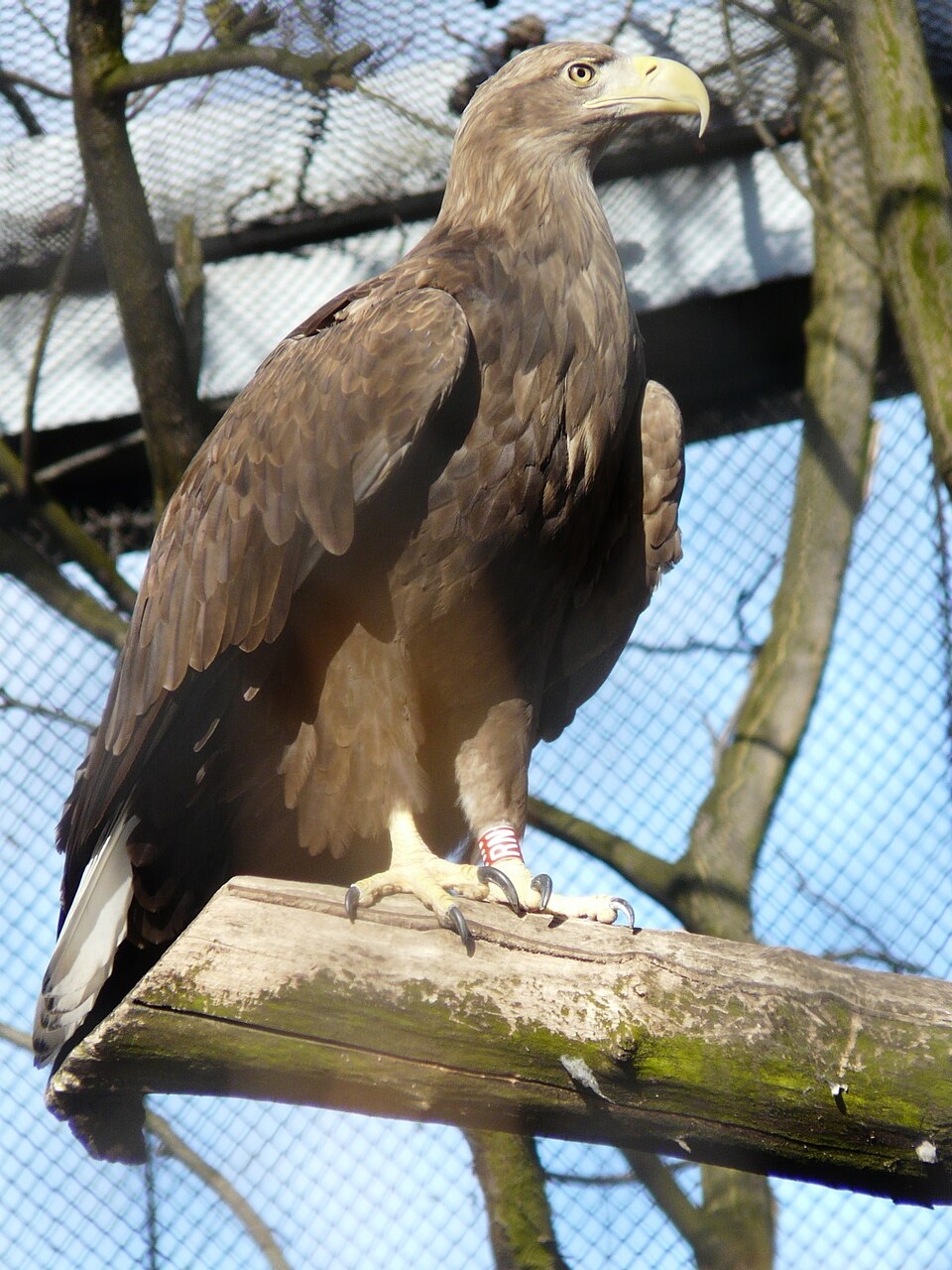 sea eagle crossword clue sea eagle crossword clue
