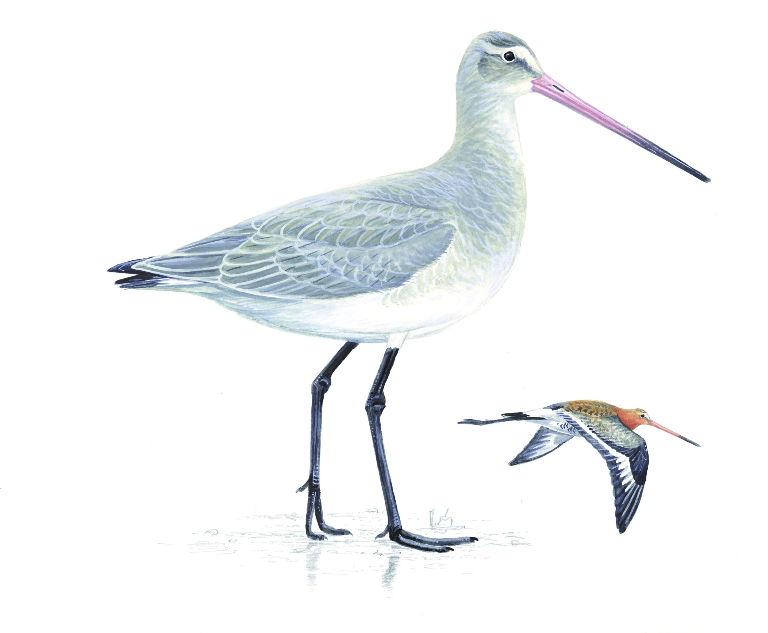 From Marsh To Estuary 9 Long legged Shore Skimming Wading Birds To Watch Out For This Winter Countryfile From Marsh To Estuary 9 Long legged Shore Skimming Wading Birds To Watch Out For This Winter Countryfile