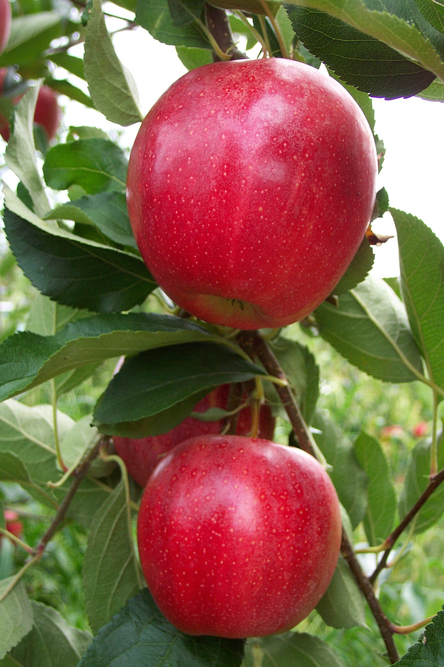 apple variety crossword clue