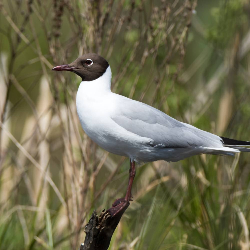 seabird crossword clue