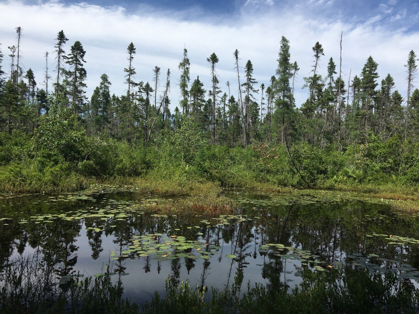 In The Field With Emma Boundary Hunting Kennebec Estuary Land Trust In The Field With Emma Boundary Hunting Kennebec Estuary Land Trust