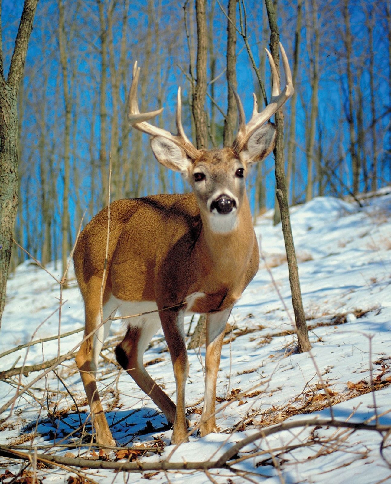 List Of Deer Types Species Breeds Britannica