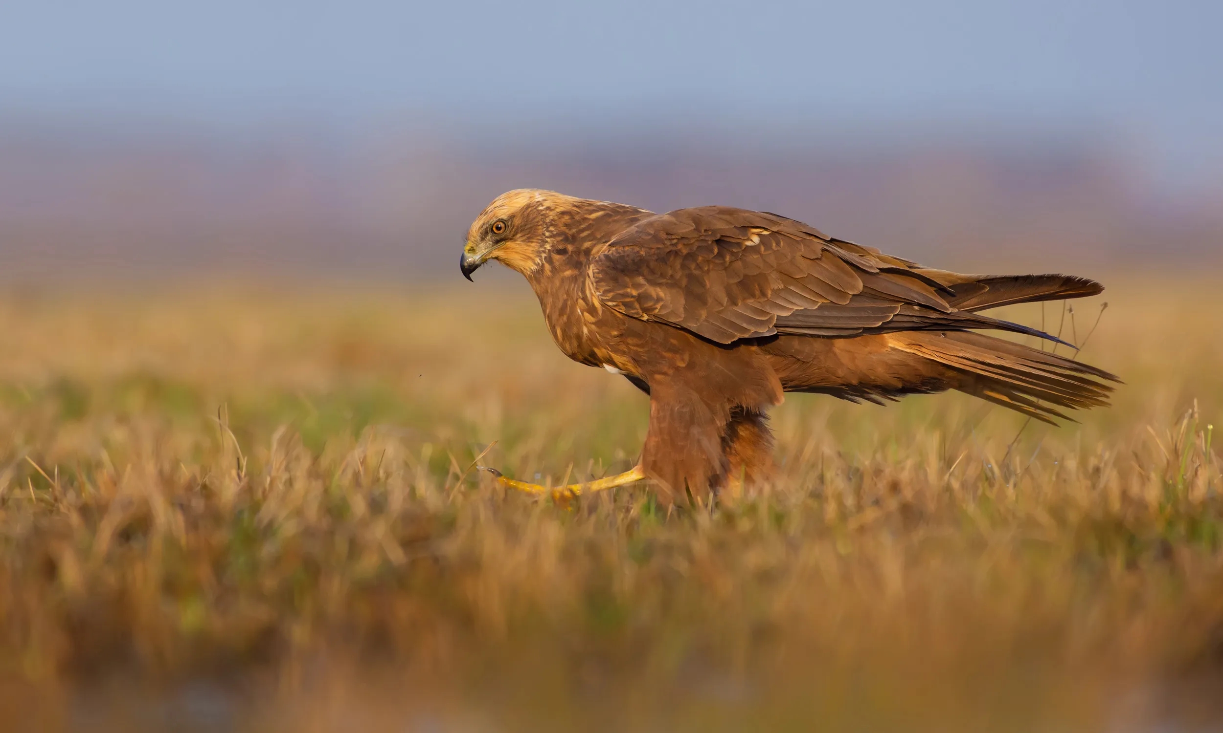 marsh bird crossword clue marsh bird crossword clue
