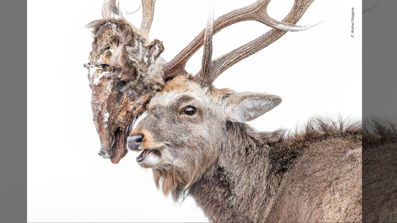 Moose Facts About The Largest Deer Live Science