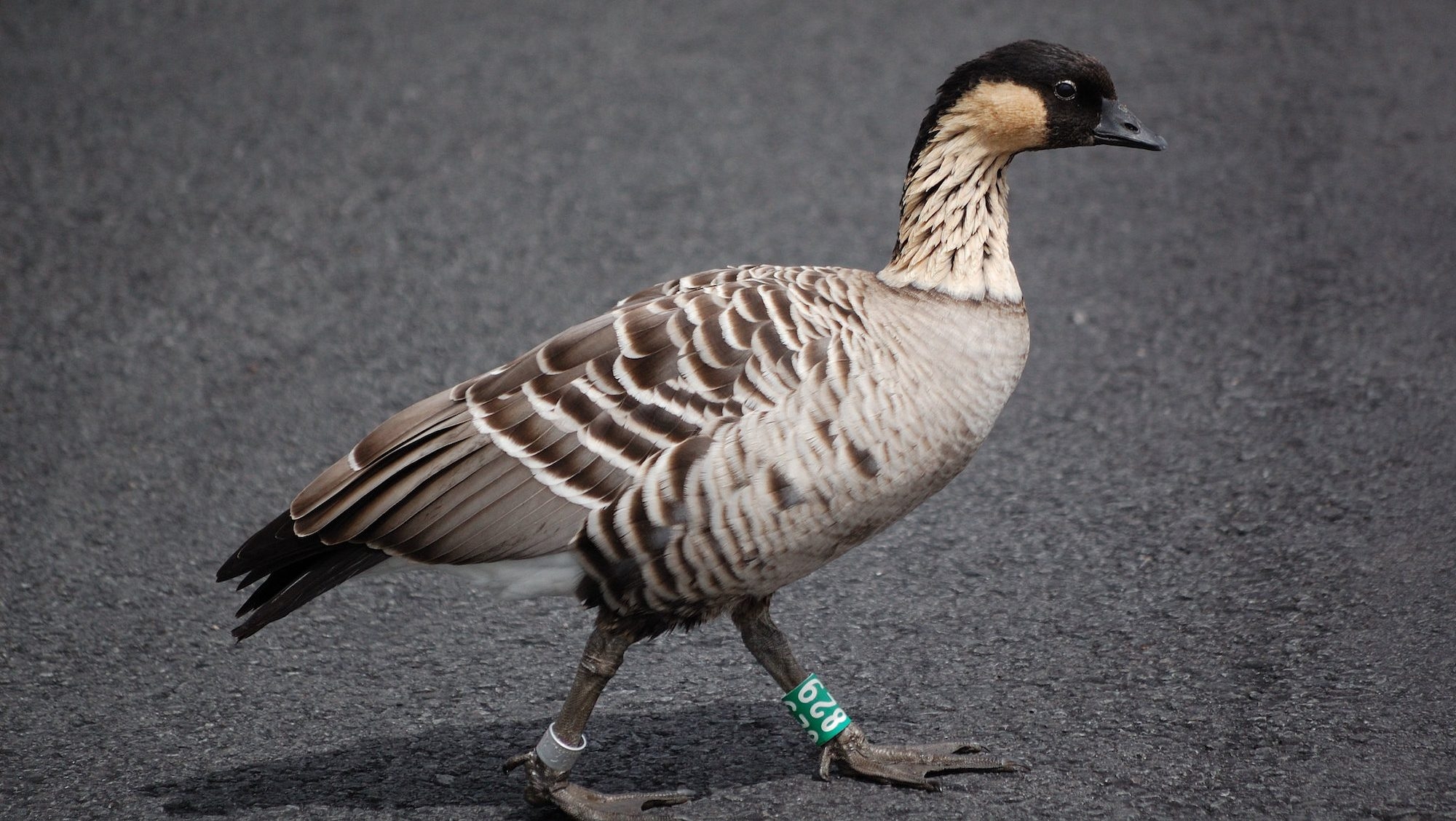 N n The Recovery Of The Hawaiian Goose Cool Green Science