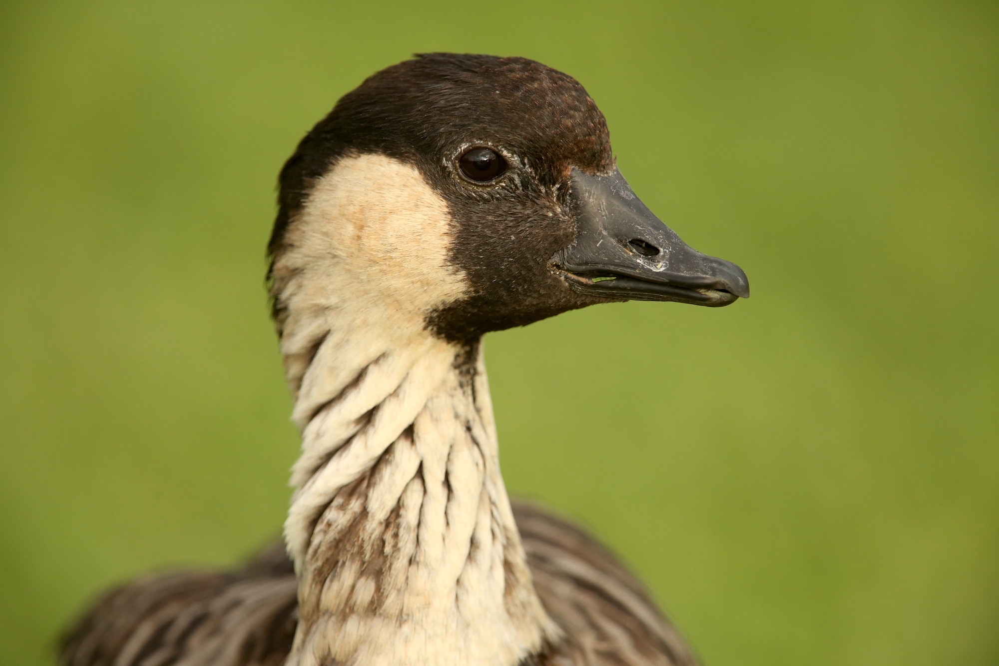 N n The Recovery Of The Hawaiian Goose Cool Green Science