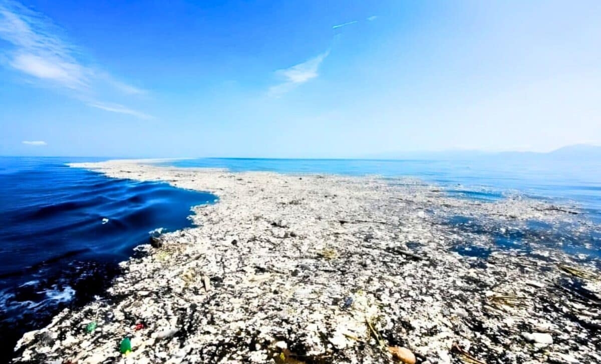 Once The Dirtiest Zone On Earth The Great Pacific Garbage Patch Is Now Home To Dozens Of Ocean Species