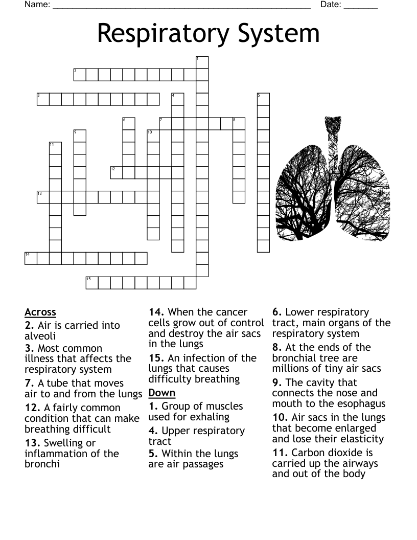 Respiratory System Crossword WordMint Respiratory System Crossword WordMint