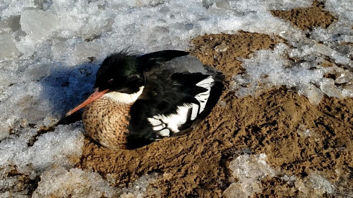 Several Hundred Ducks Found Dead From Suspected Bird Flu Along Lake Michigan Chicago Sun Times Several Hundred Ducks Found Dead From Suspected Bird Flu Along Lake Michigan Chicago Sun Times