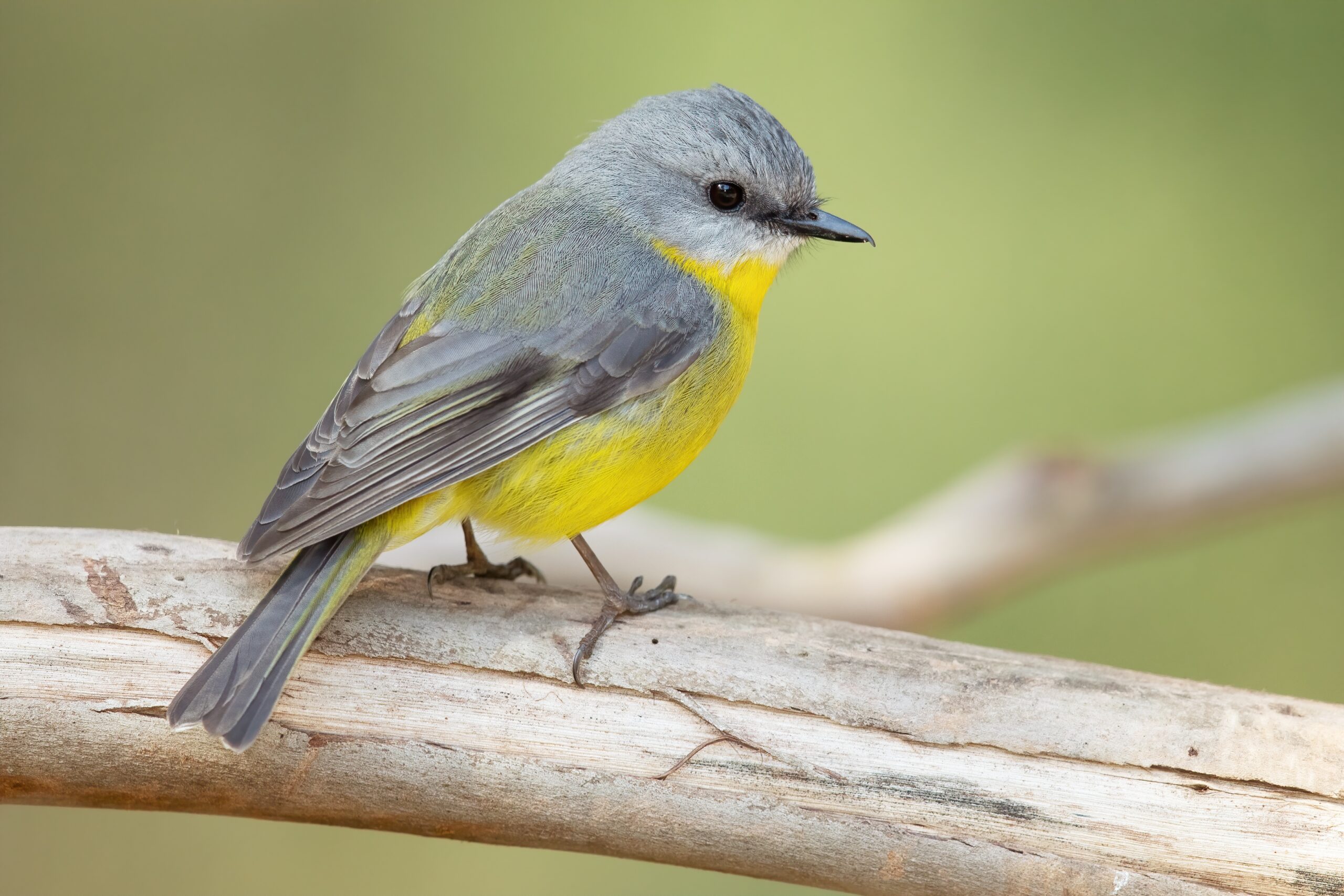 Songbird Wikipedia Songbird Wikipedia