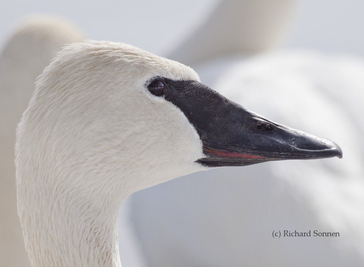 Swan Identification Behavior Trumpeter Swan Society Swan Identification Behavior Trumpeter Swan Society
