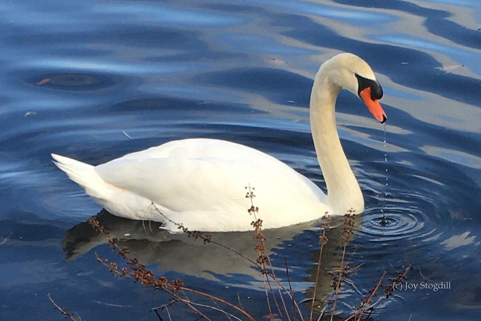 Swan Identification Behavior Trumpeter Swan Society Swan Identification Behavior Trumpeter Swan Society