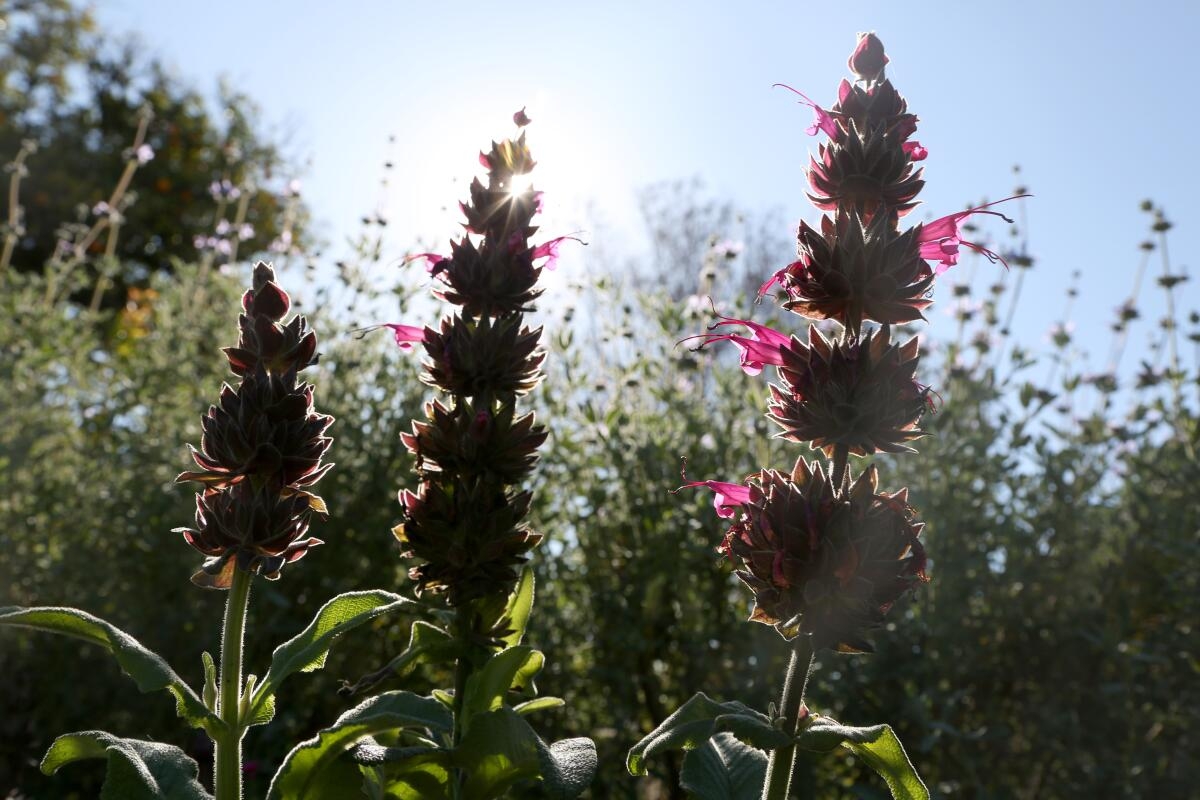 What Seeds To Plant Now For Unforgettable Spring Blooms Los Angeles Times