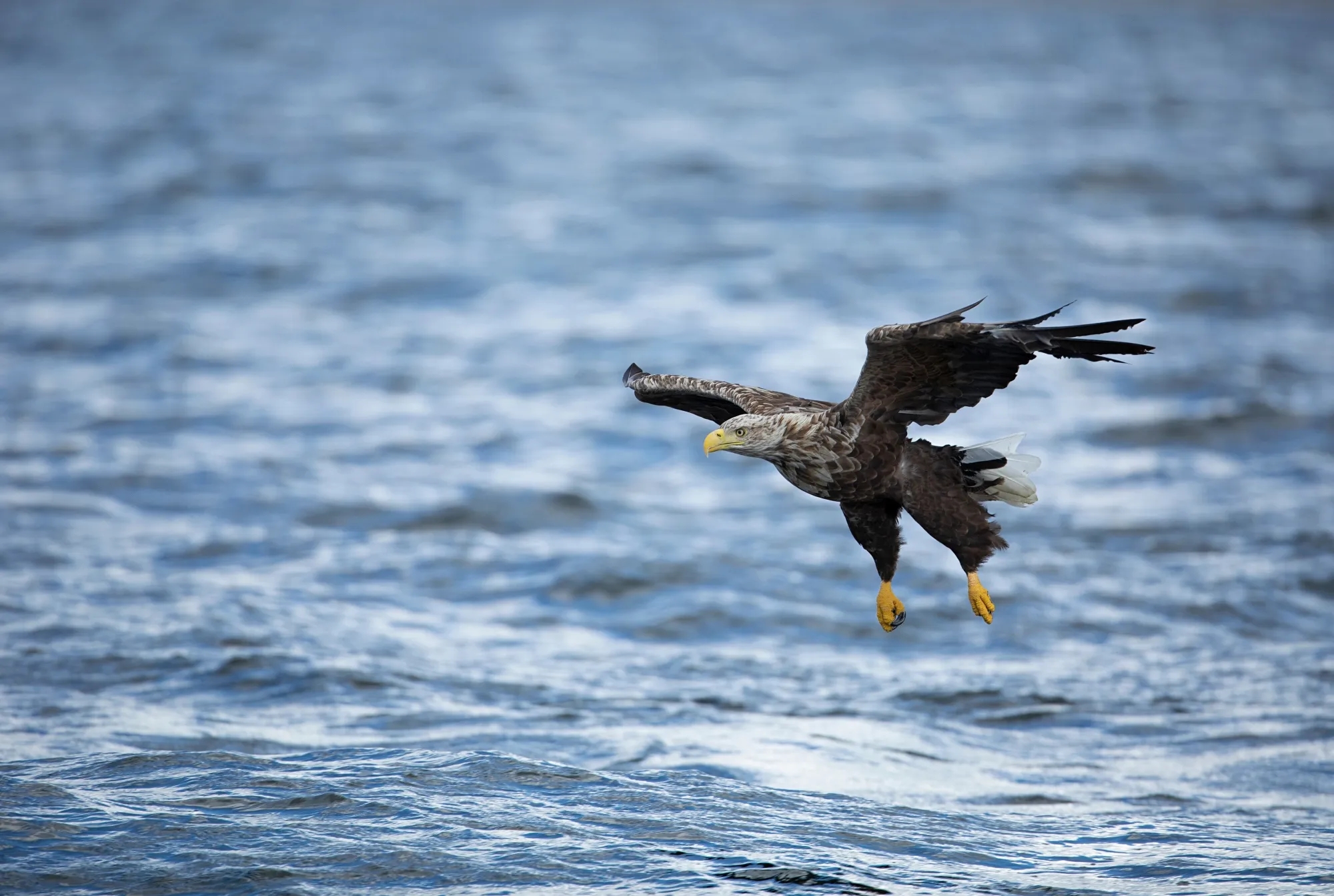 White Tailed Eagle Facts Haliaeetus Albicilla White Tailed Eagle Facts Haliaeetus Albicilla
